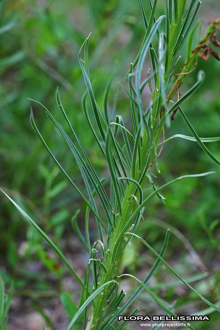 Lilium pomponium bark