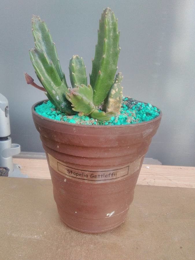 Stapelia gettliffei — houseplant care guide