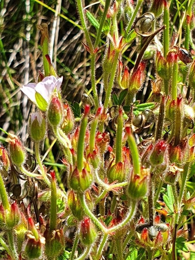 Geranium aculeolatum fruit