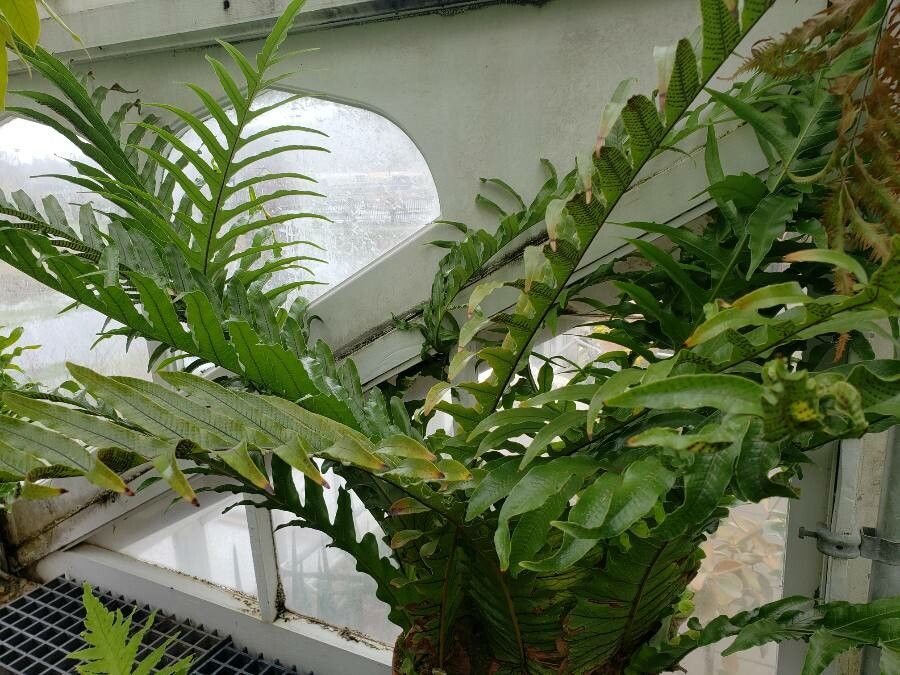 Drynaria coronans habit