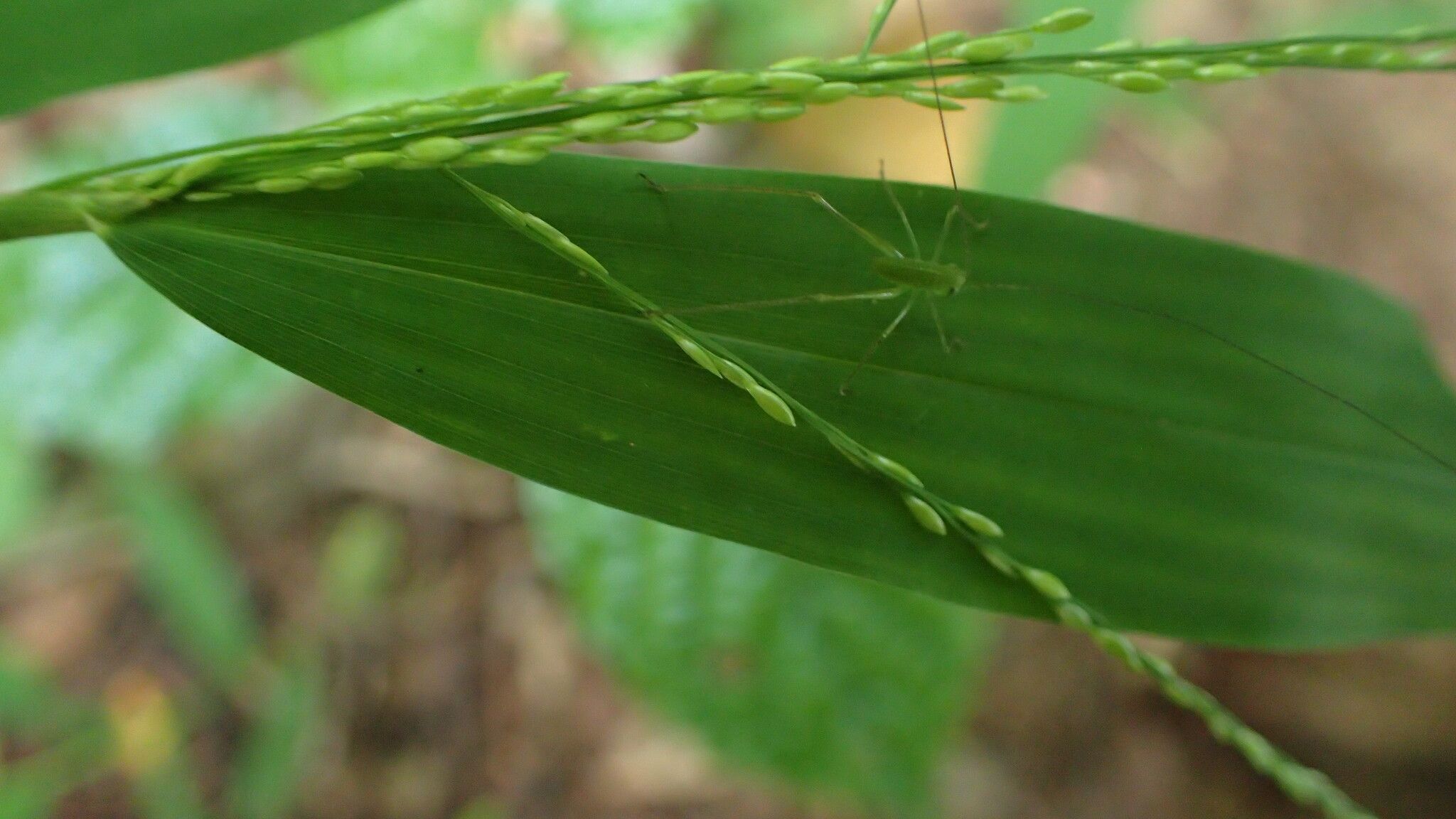 Panicum comorense — houseplant care guide