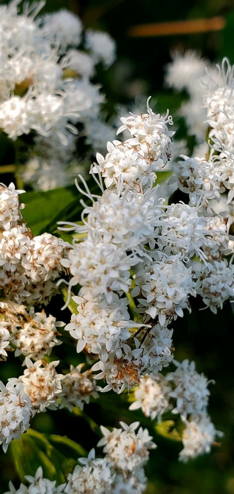 Ageratina havanensis flower