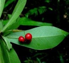 Badula grammisticta fruit