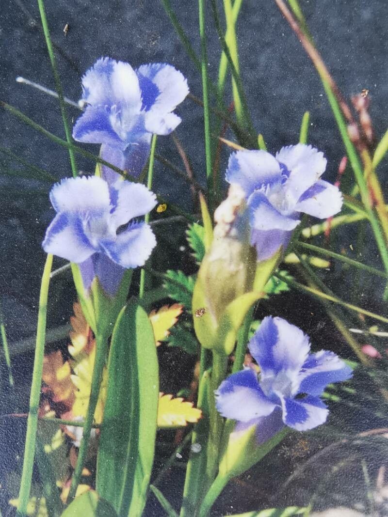 Gentianopsis virgata flower