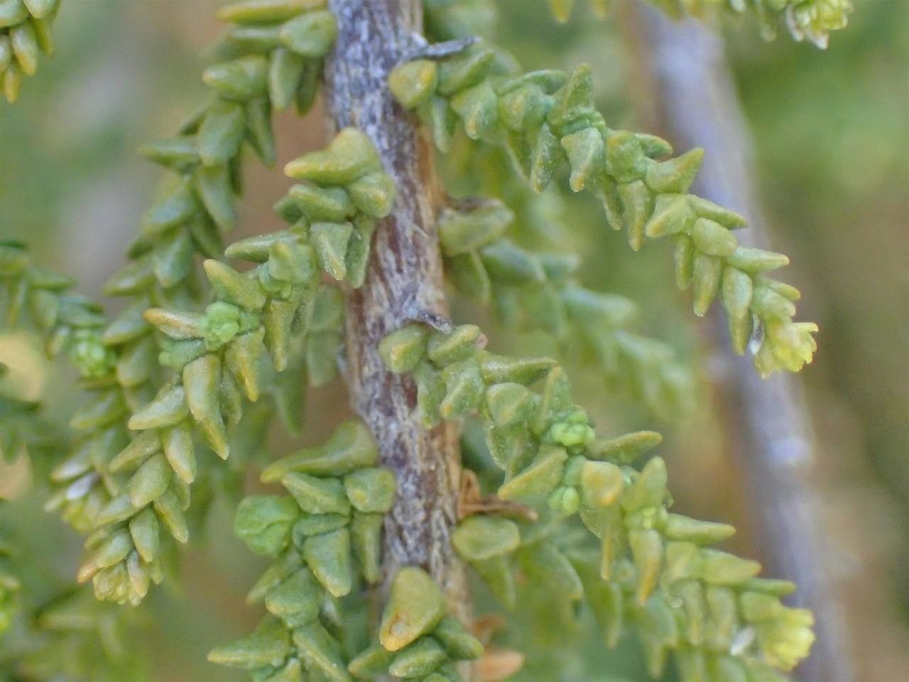 Fabiana imbricata fruit