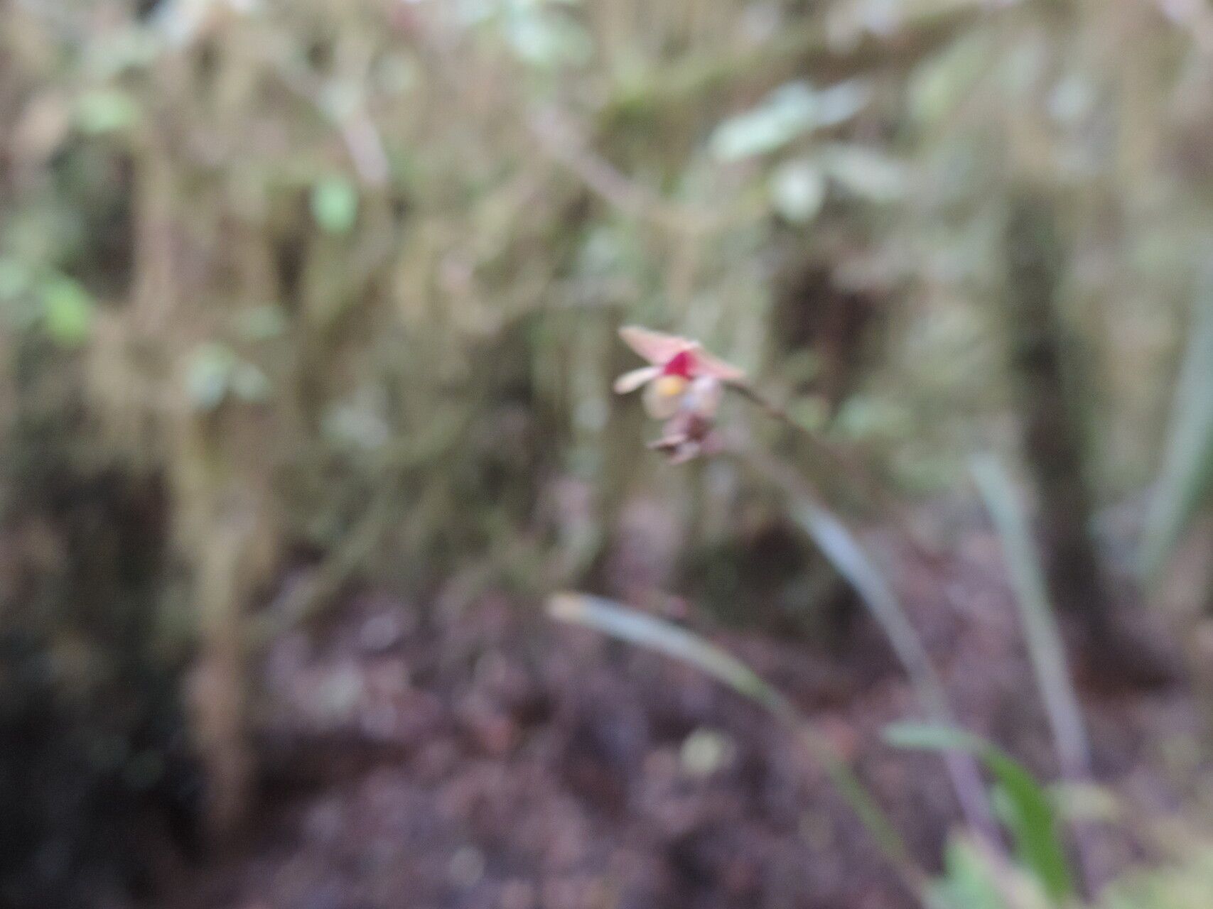 Polystachya dewanckeliana flower