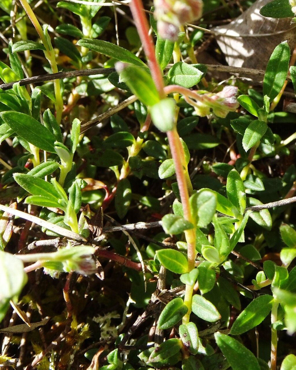 Helianthemum canum leaf
