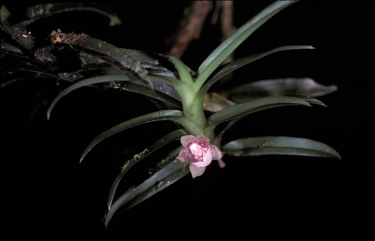 Dichaea brachypoda — related species from the same genus