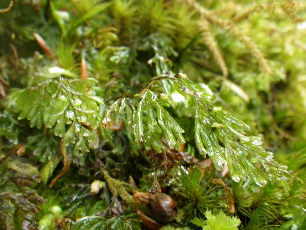 Hymenophyllum peltatum — houseplant care guide