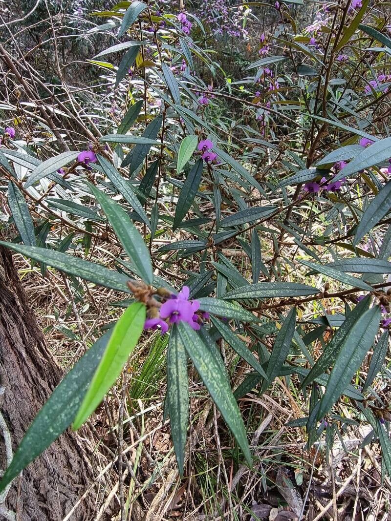 Hovea acutifolia — related species from the same genus