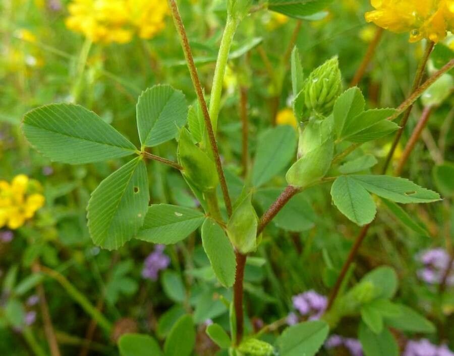 Trifolium velenovskyi — houseplant care guide