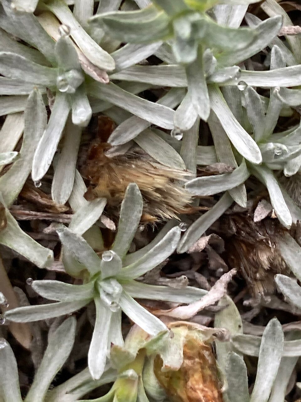 Lucilia kunthiana flower