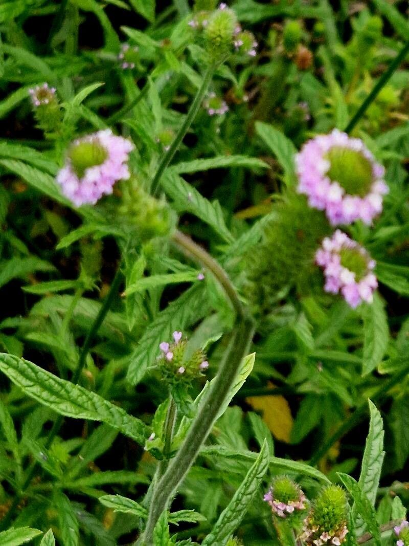 Verbena hispida — houseplant care guide