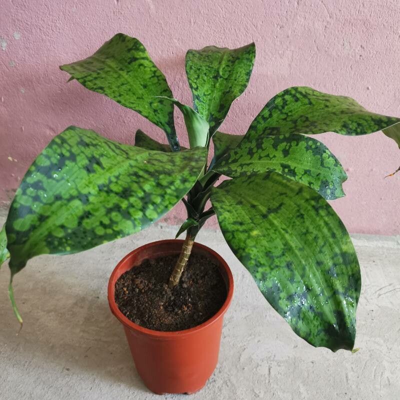 Dracaena cantleyi — search result for 'Dracaena'