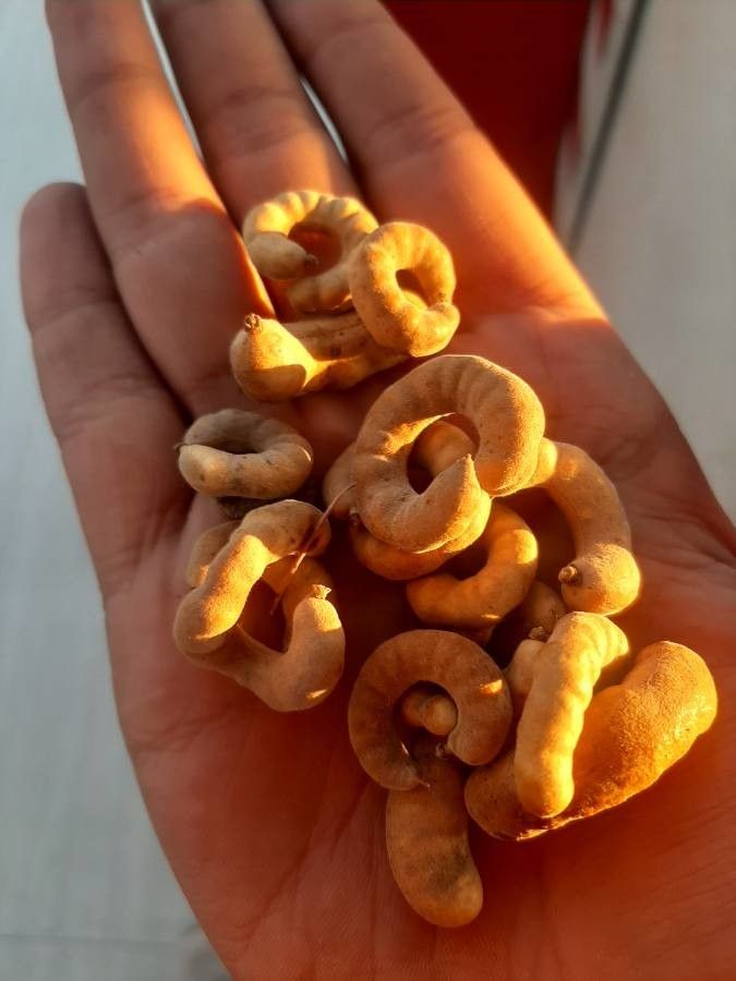 Prosopis tamarugo fruit