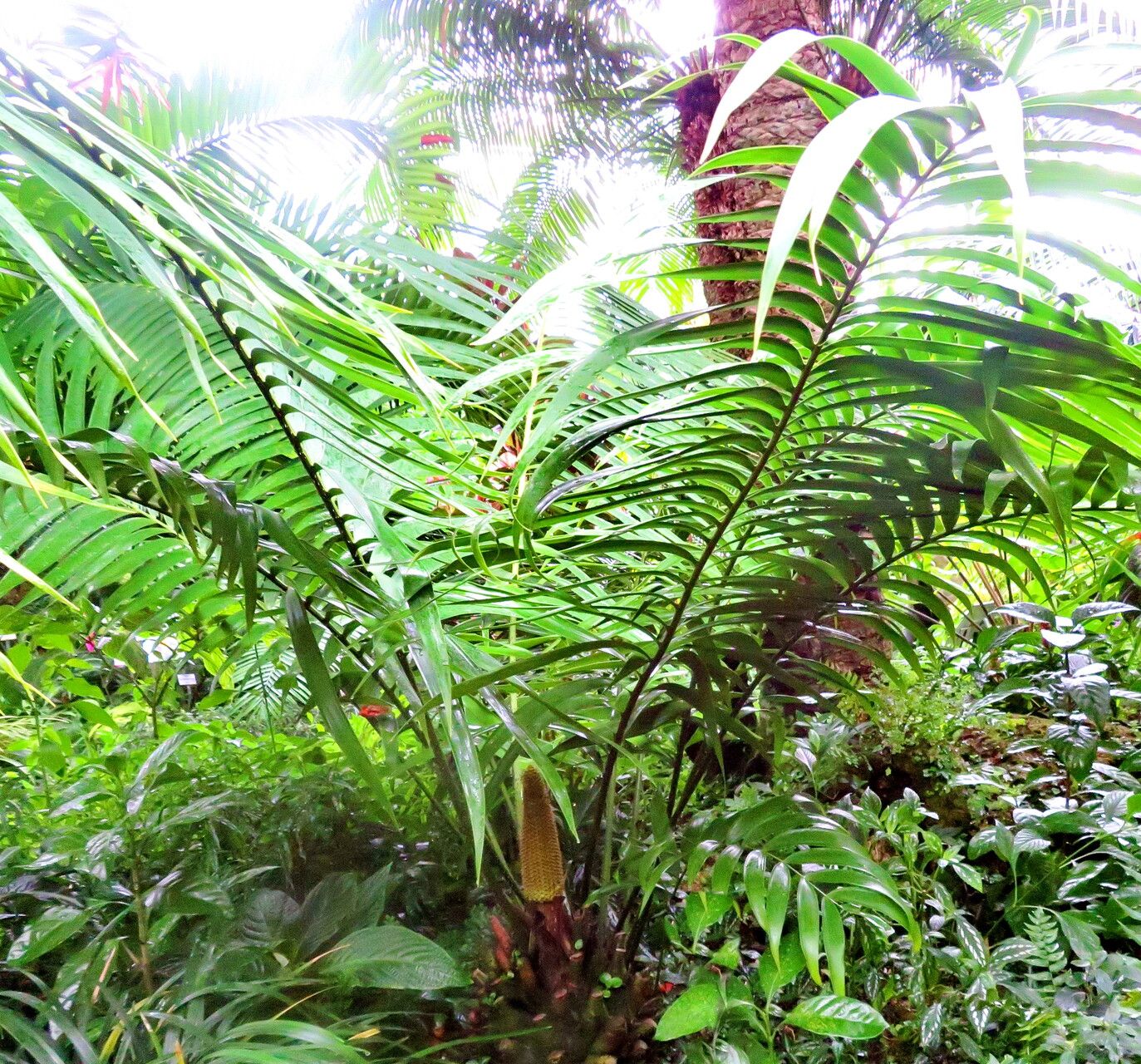 Ceratozamia latifolia habit
