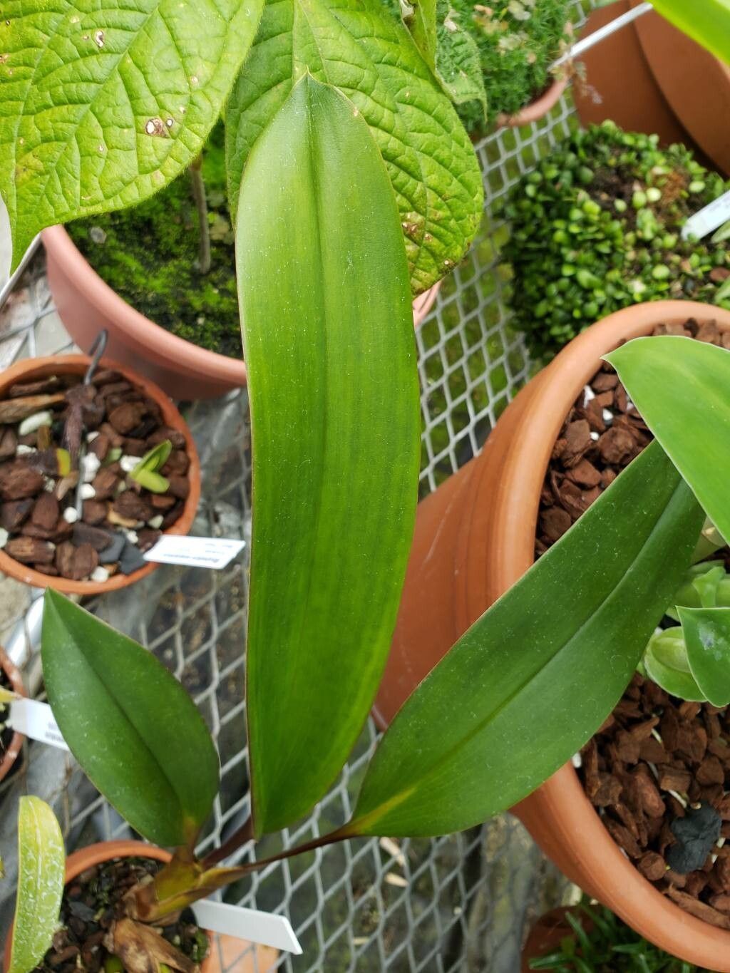 Maxillaria rodrigueziana — houseplant care guide