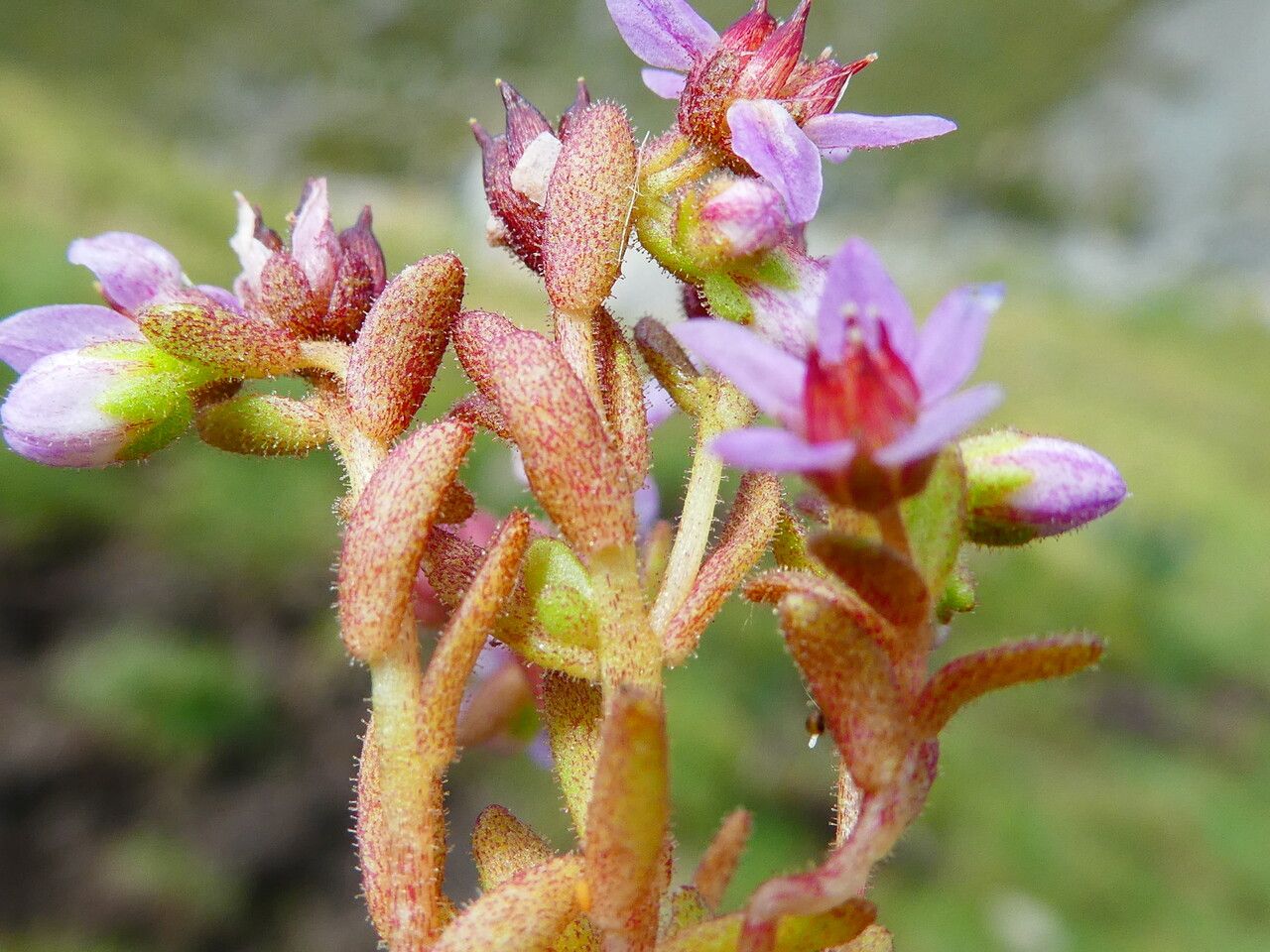 Sedum villosum — search result for 'Lithuania'