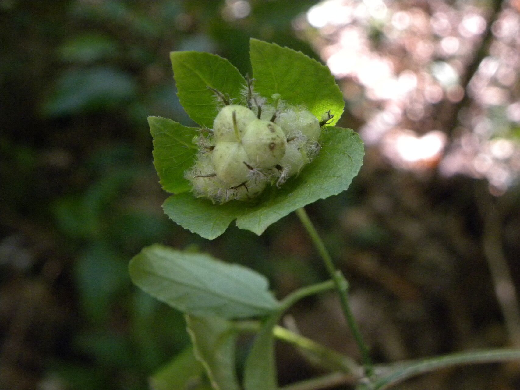 Dalechampia cissifolia fruit
