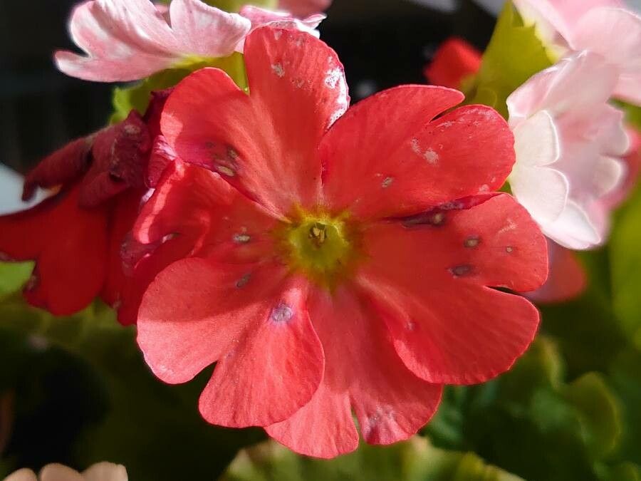 Primula obconica flower