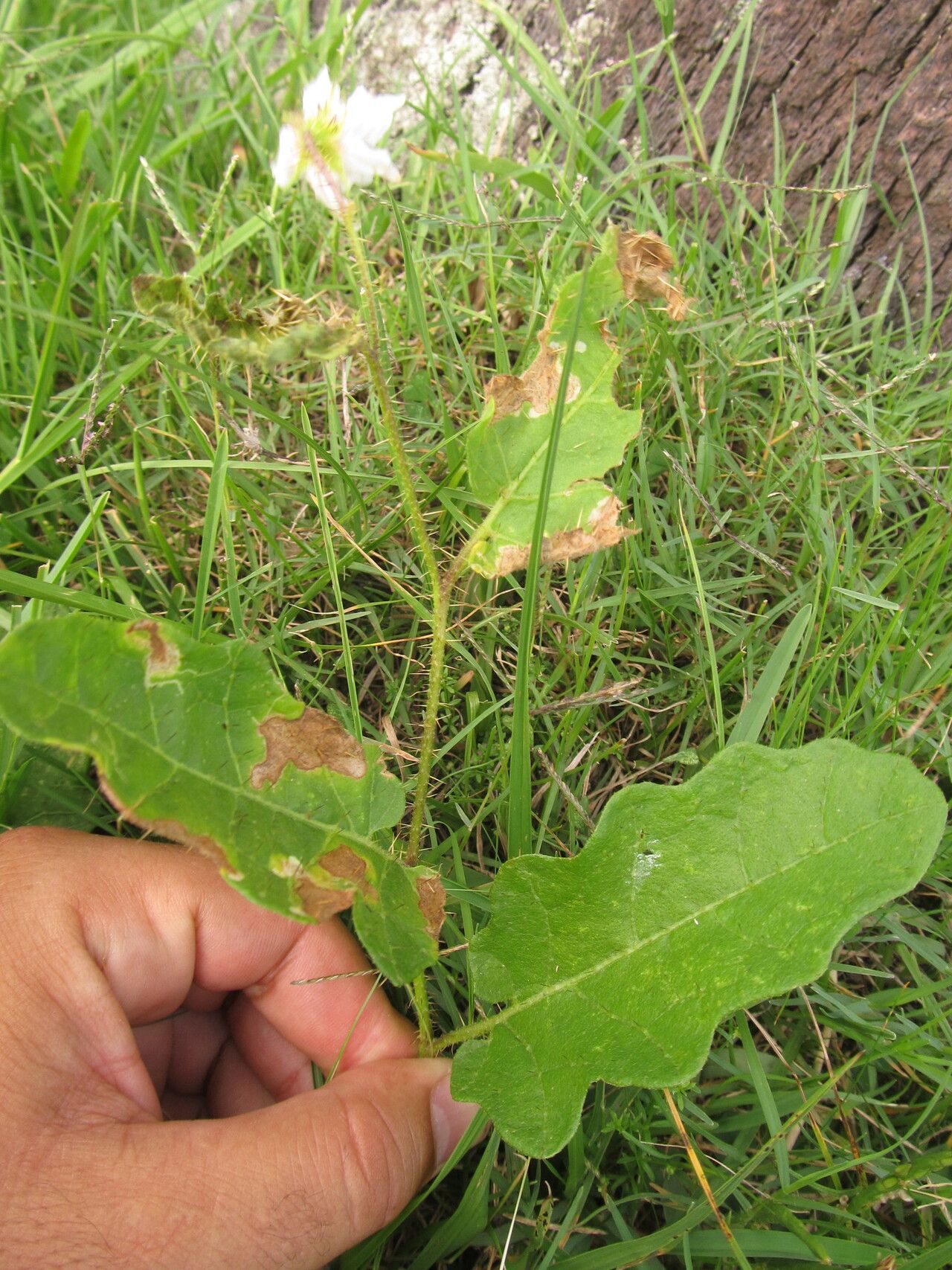 Solanum reineckii habit