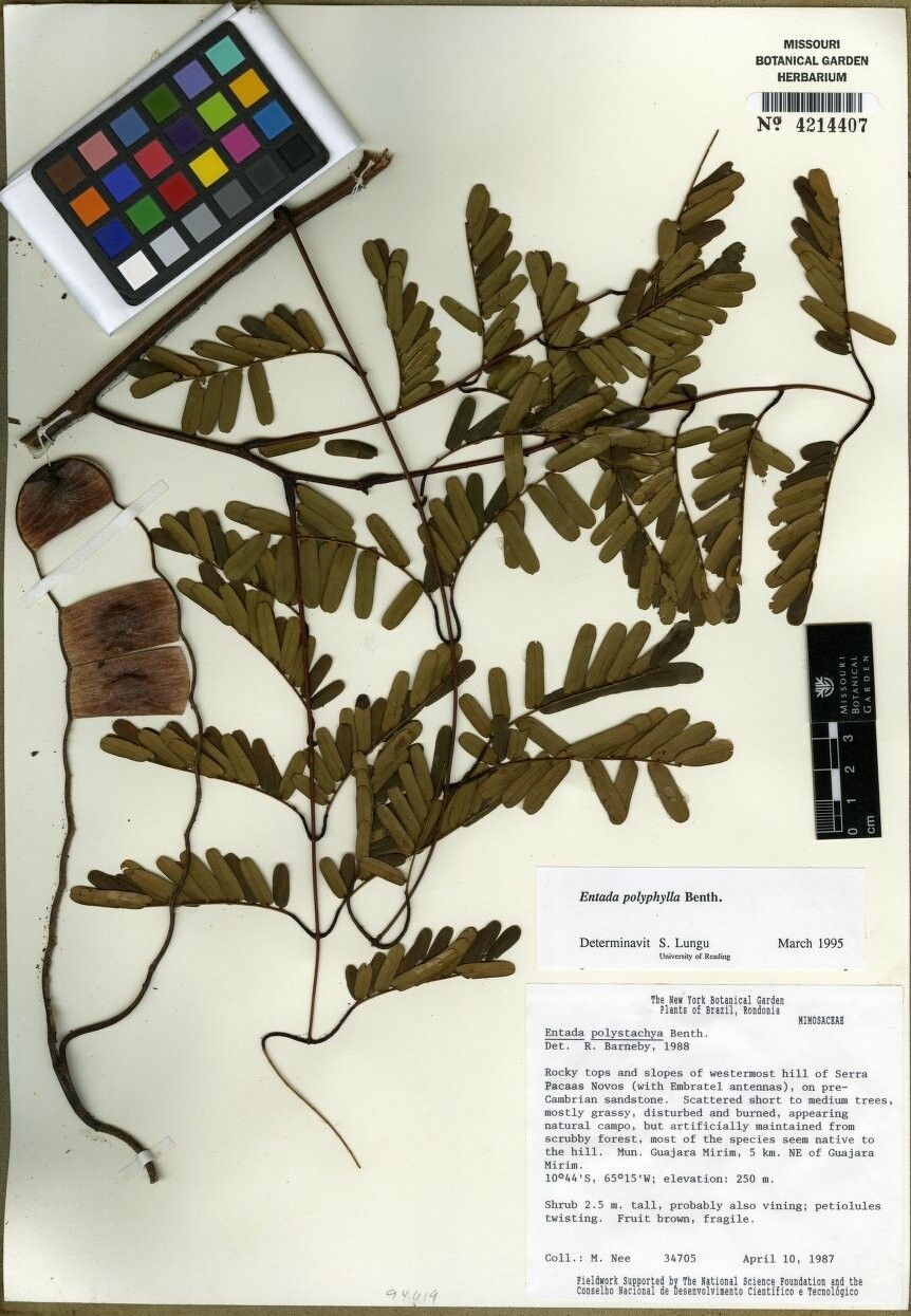 Entada polyphylla other