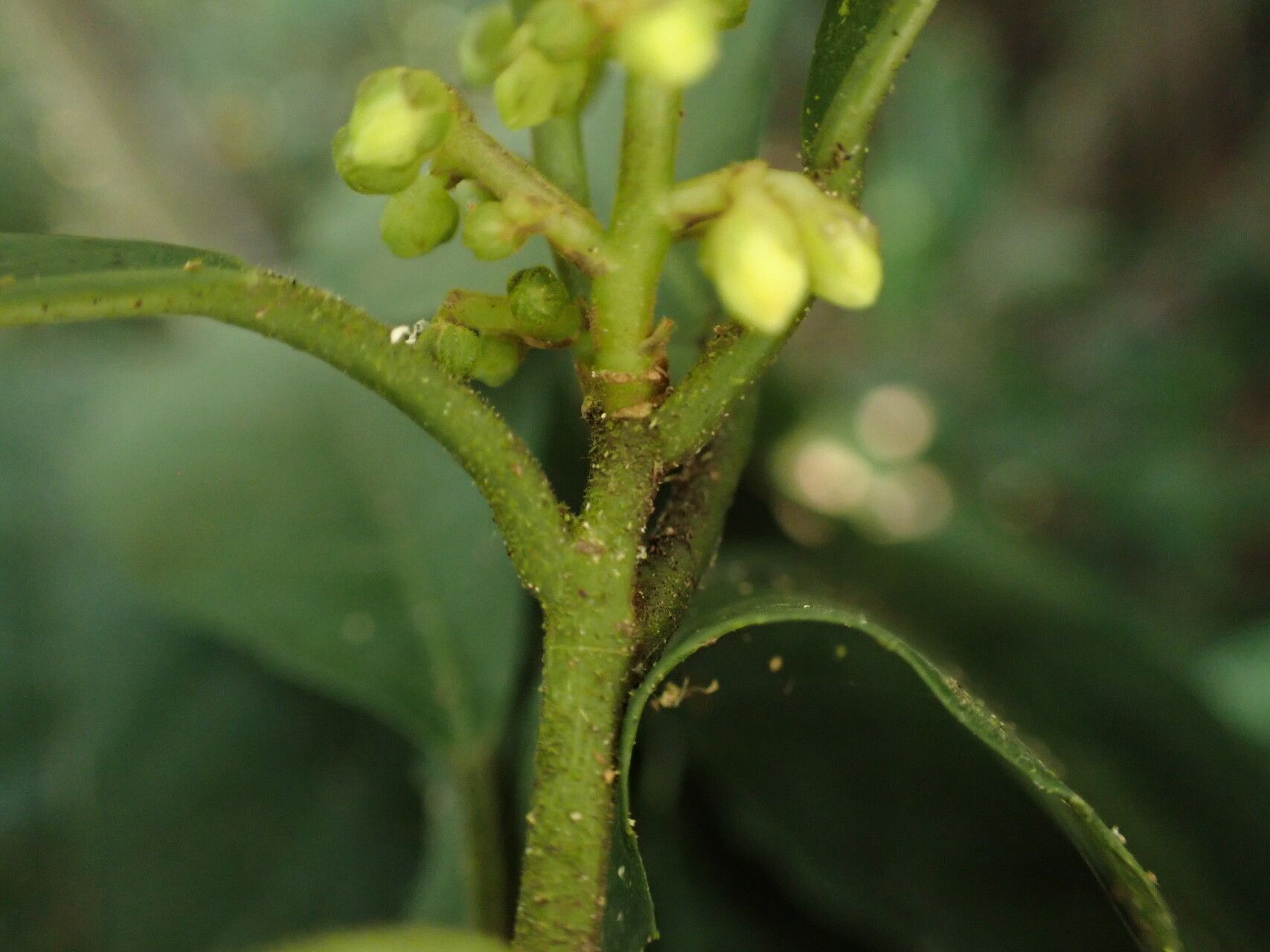 Rinorea subintegrifolia flower