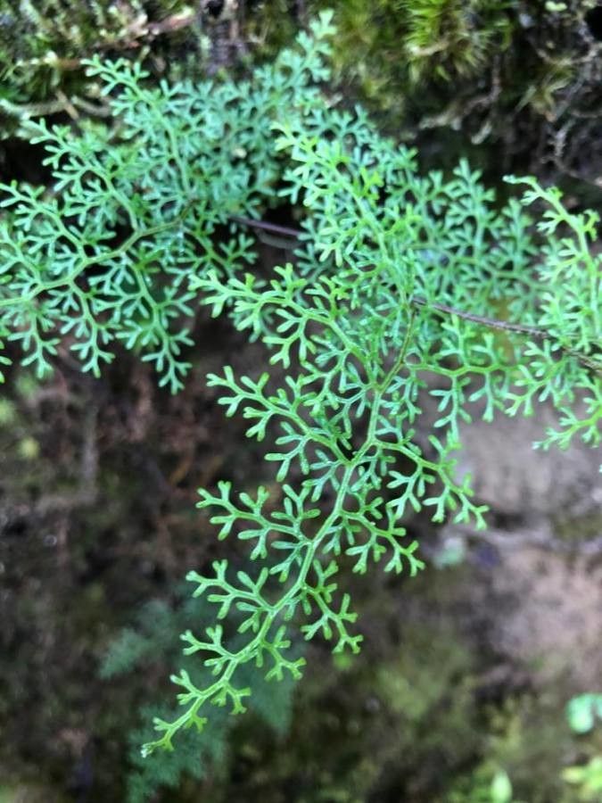 Odontosoria gymnogrammoides — houseplant care guide