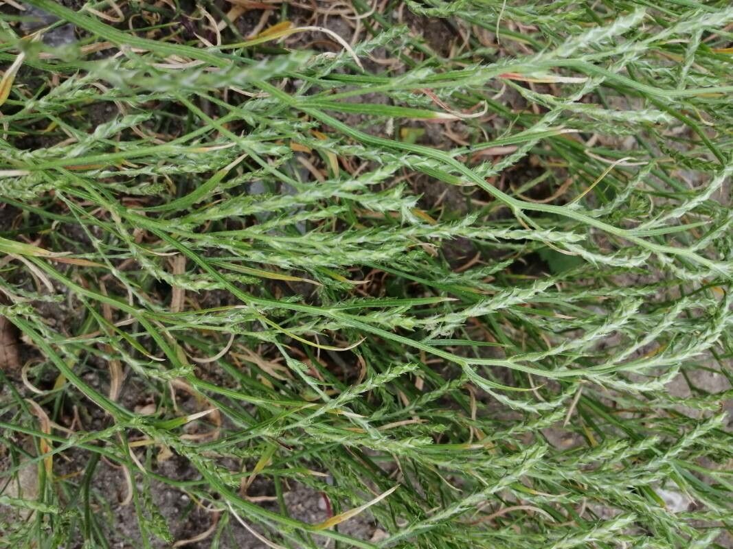 Diphasiastrum issleri — related species from the same genus