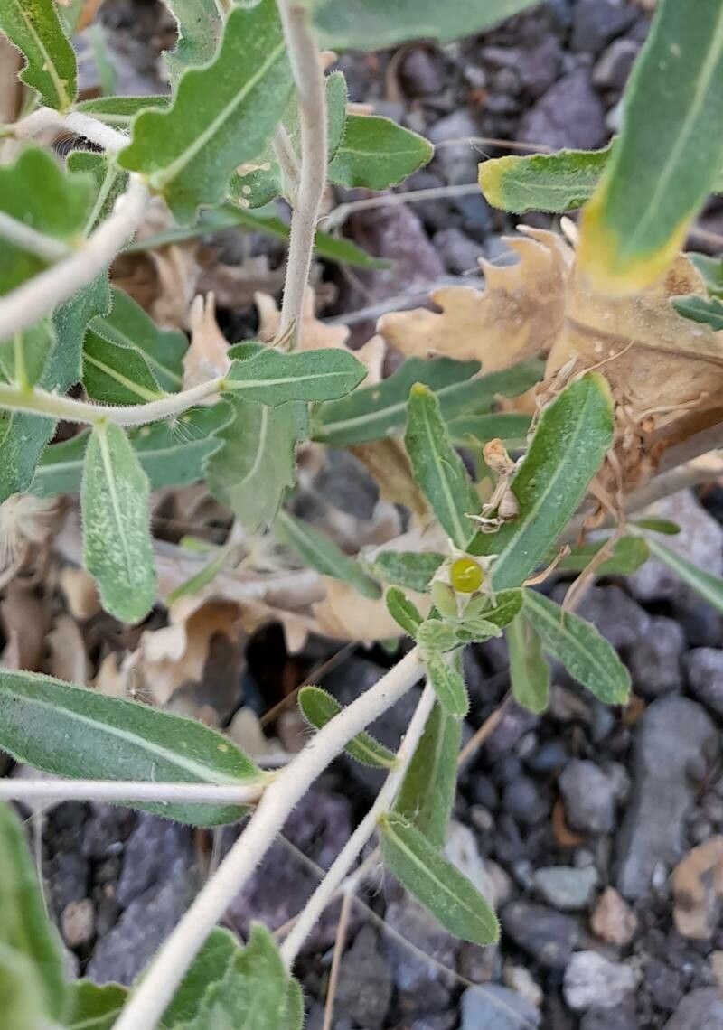 Mentzelia albescens — related species from the same genus