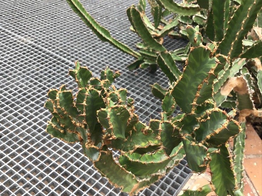 Euphorbia pseudocactus leaf