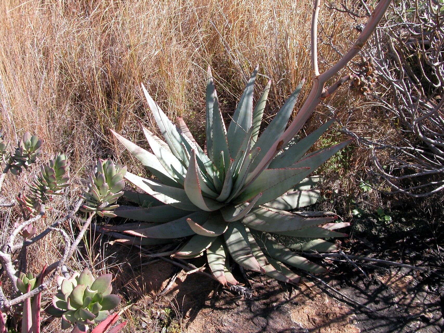 Aloe betsileensis habit