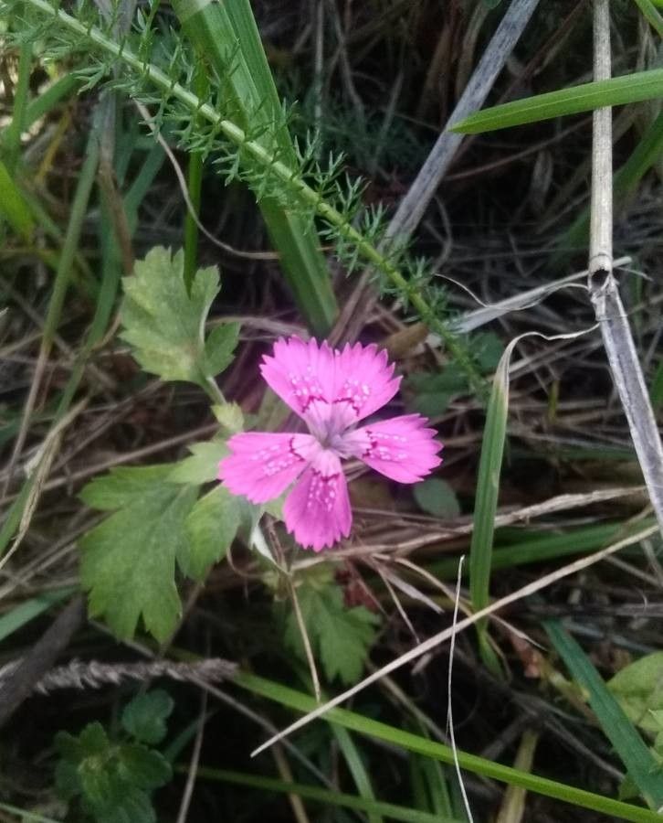 Dianthus deltoides flower