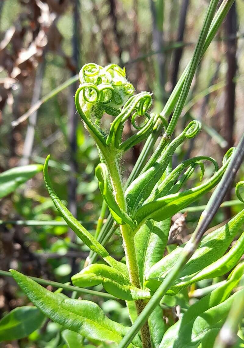 Pityrogramma trifoliata — search result for 'Pityrogramma'
