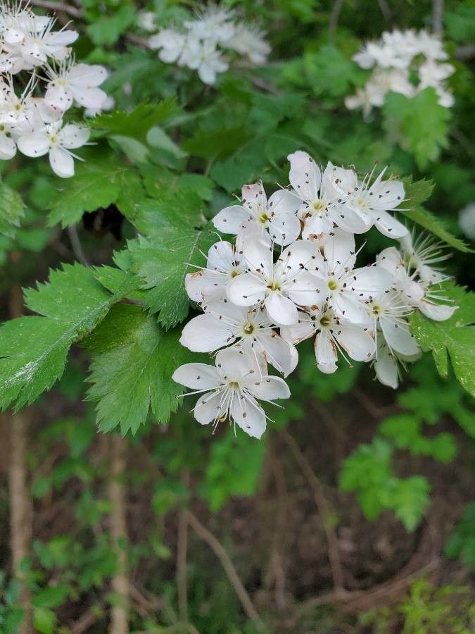 Crataegus marshallii flower