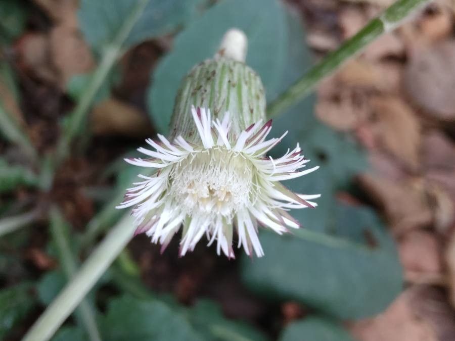 Chaptalia texana flower