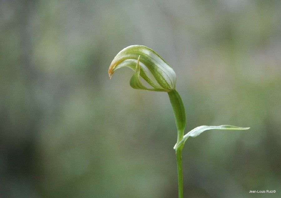 Pterostylis bureaviana fruit