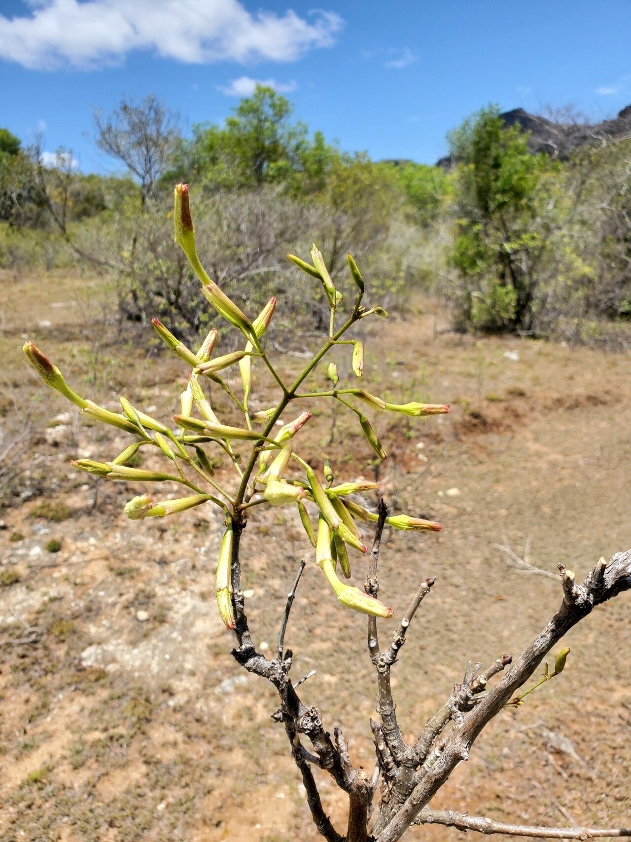 Stereospermum undatum flower