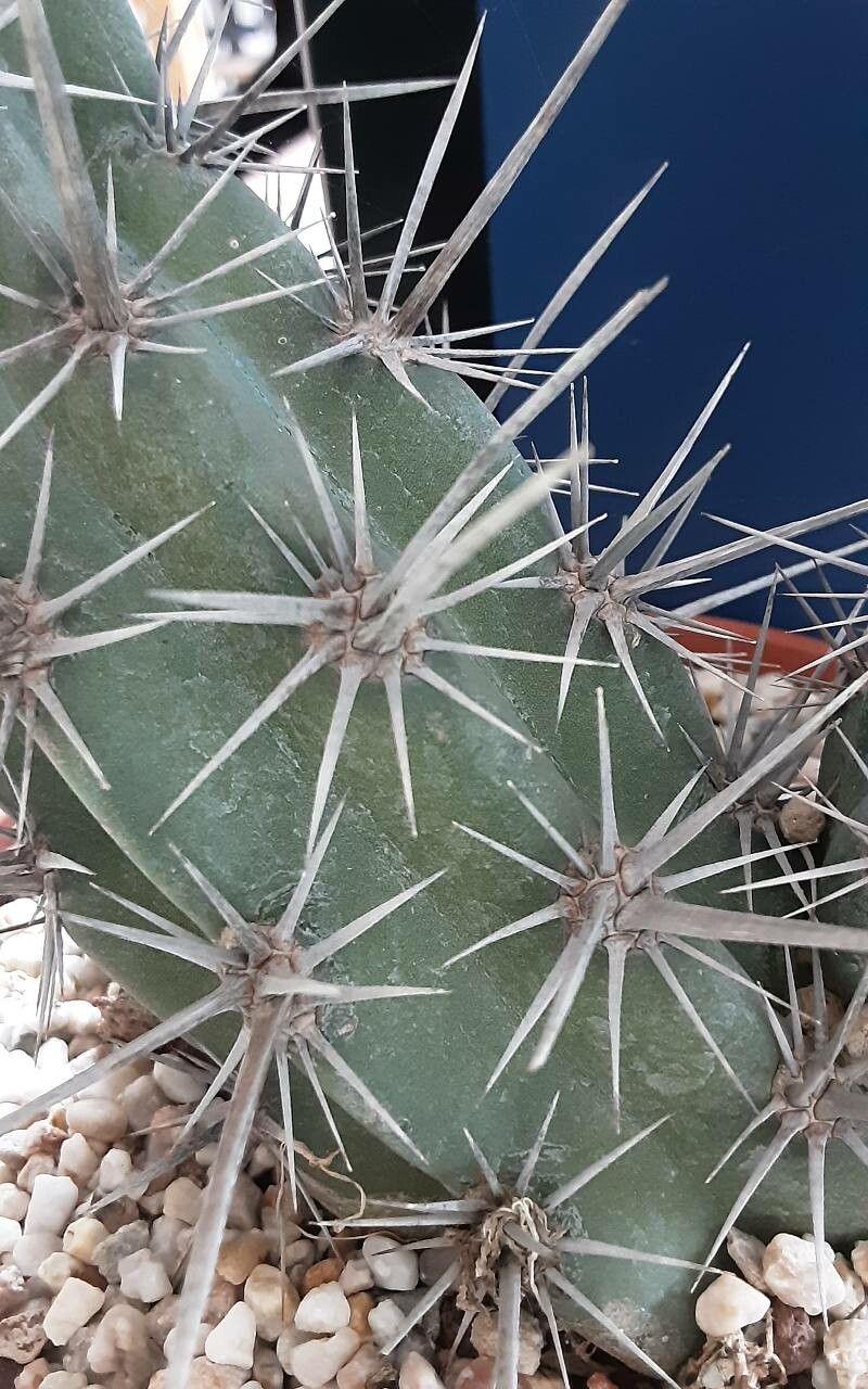 Stenocereus gummosus bark