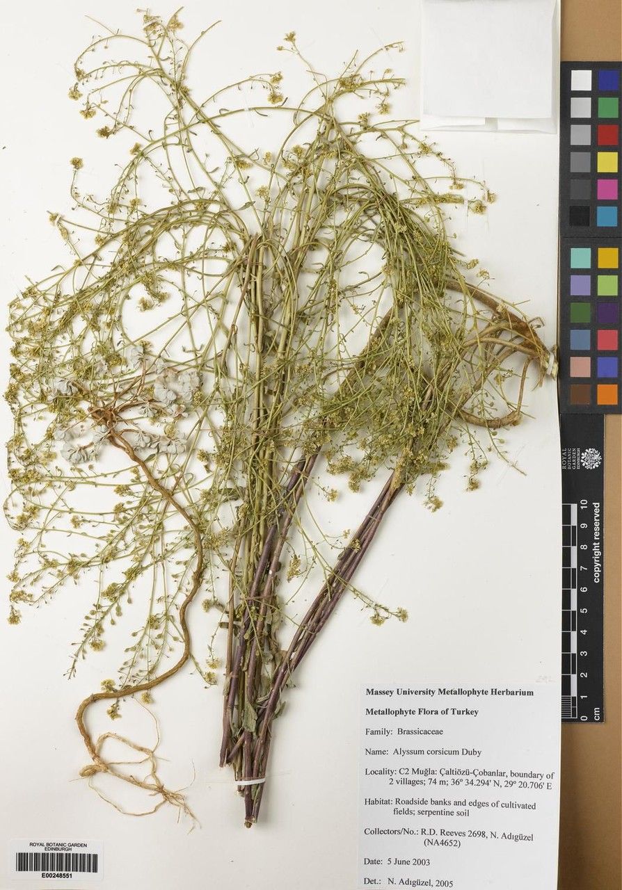 Alyssum corsicum leaf