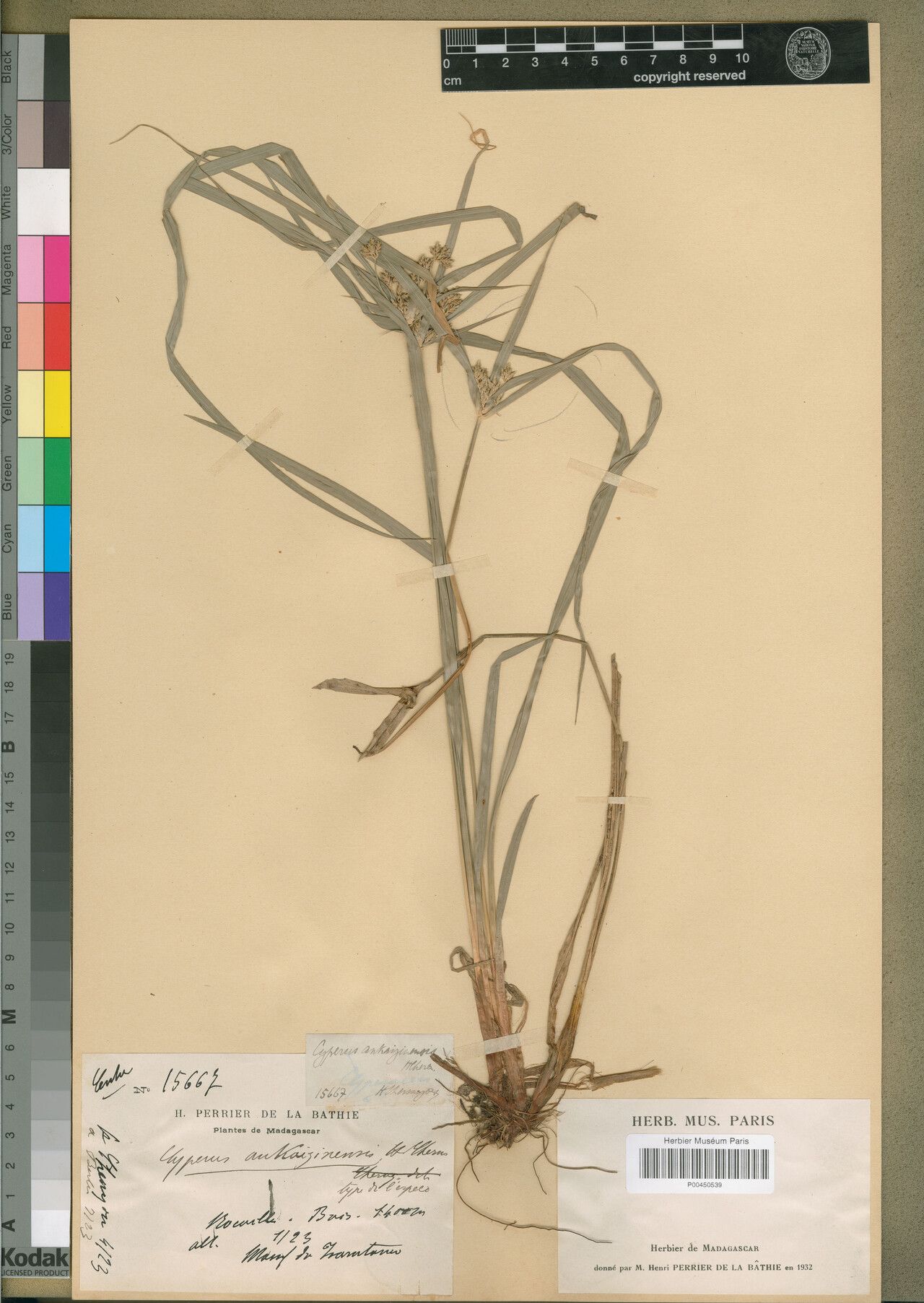 Cyperus ankaizinensis — houseplant care guide