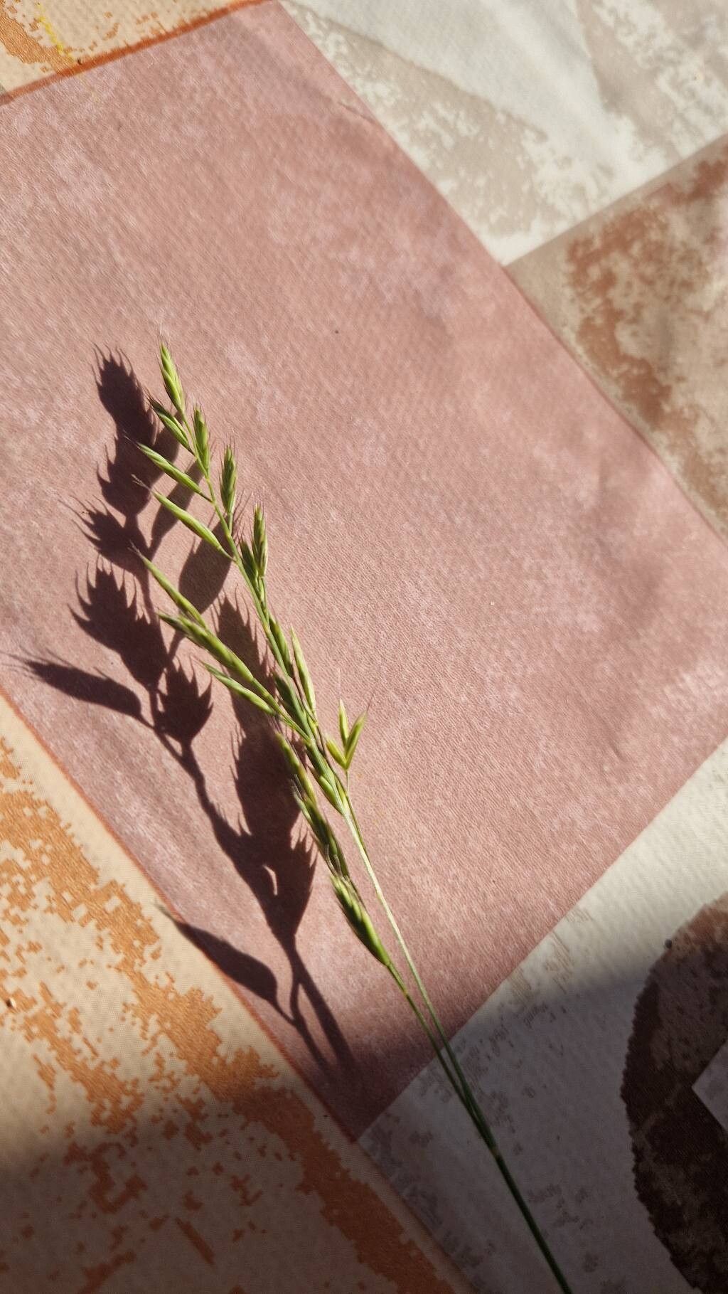 Festuca nigrescens flower
