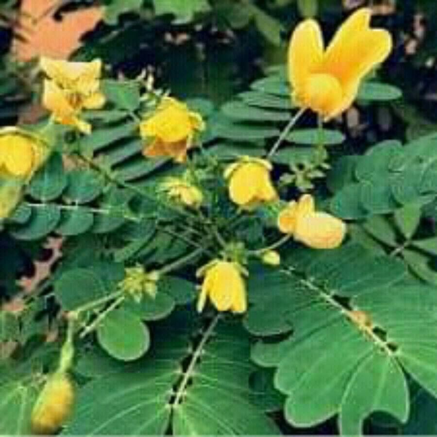 Senna auriculata flower