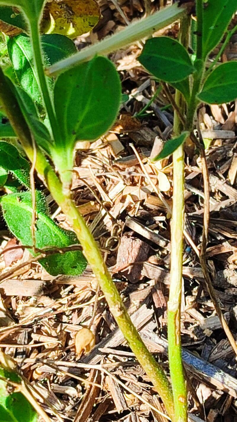 Petunia exserta bark