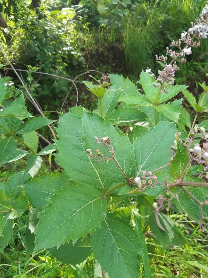 Rotheca serrata leaf