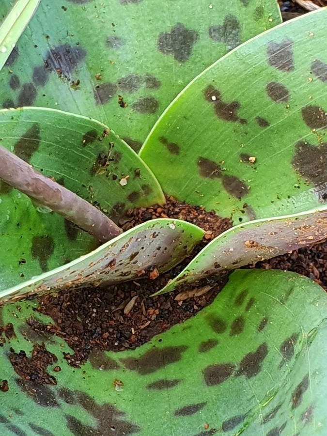 Ledebouria kirkii habit