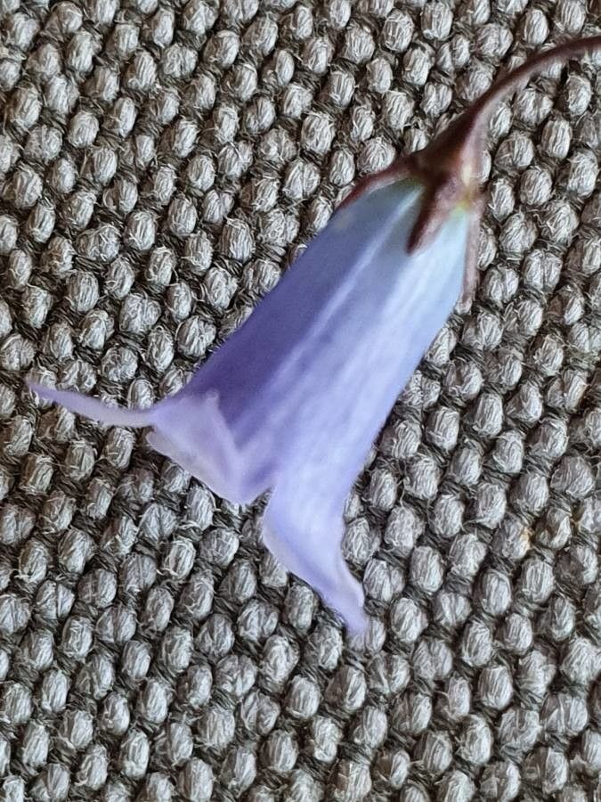 Wahlenbergia capillacea flower