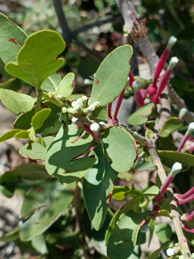 Tapinanthus oleifolius habit