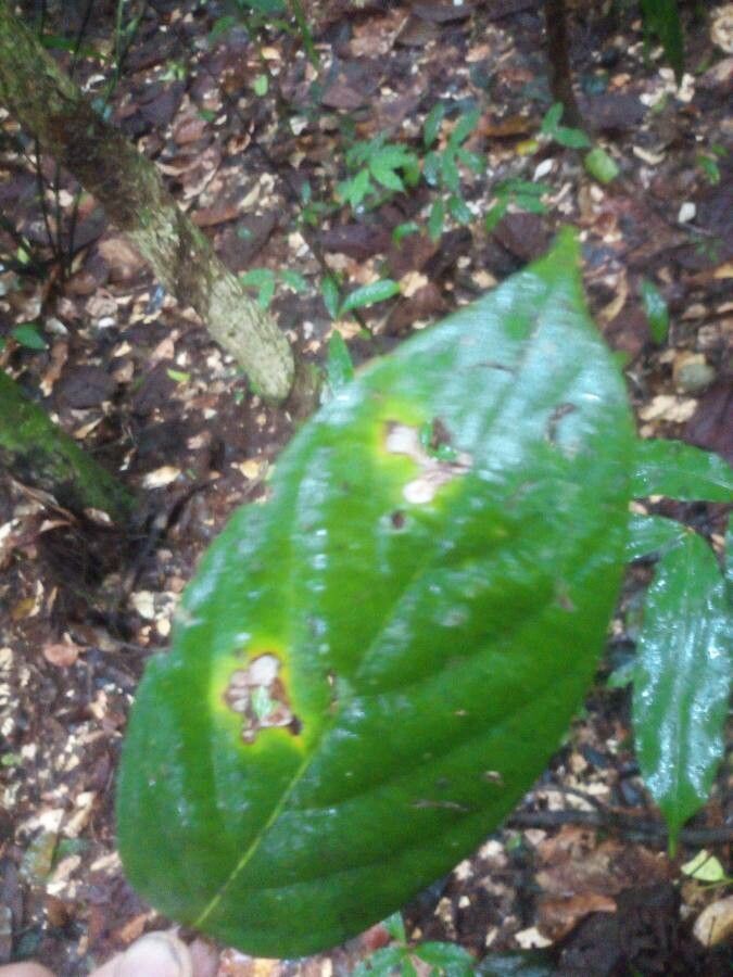 Licania robusta — houseplant care guide