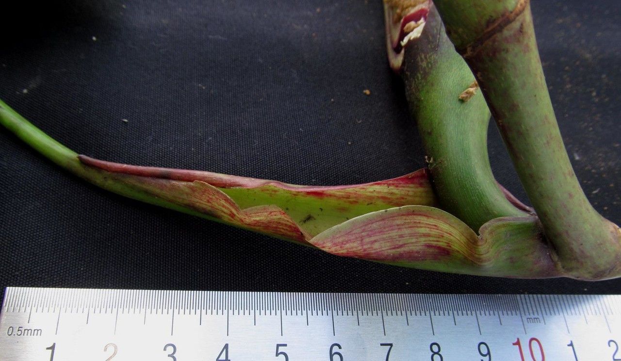 Philodendron purpureoviride fruit